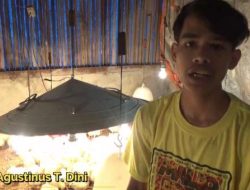 Kembangkan Budidaya Ayam Broiler, Alumni SMK-PP Kementan Raup Cuan