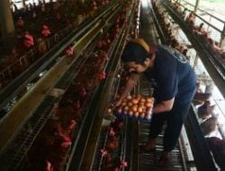 Masuk Tahun Baru, Harga Telur Ayam Masih Tinggi, Ini Penyebabnya