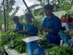 Kementan Ajak Petani Milenial NTT Terapkan Integrated Farming