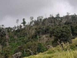 Marak Perambahan Hutan Lok Pahar Matim, Sumber Air Terancam