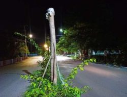 Kerja Tak Sesuai Kontrak, Dinas LHK Tak Bayar Anggaran Penanaman Batang Pohon
