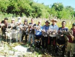 Pemcam Laut Panen Sorgum Organik, Begini Kata Camat Agus