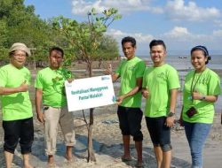 Terdampak Abrasi, PLN Revitalisasi Ekosistem Mangrove di Pantai Walakiri Sumba Timur