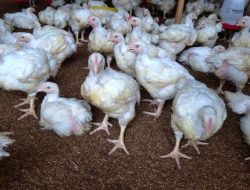 Raup Cuan dari Budidaya Ayam, Semangat Bisnis Siswa SMK Kementan Makin Berkobar