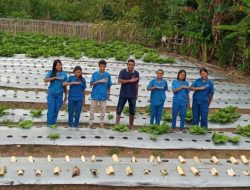 Kembangkan Hortikultura, Petani Milenial Asal NTT Raup Cuan
