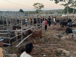 Pondok Pesantren Darul Aulya Kupang Distribusi 154 Ekor Hewan Kurban