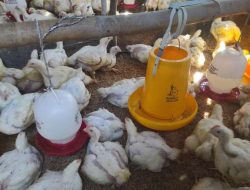 Melalui Program Desa Mitra, Kementan Ajak Petani Milenial Tangkap Peluang Budidaya Ayam