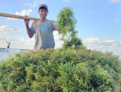 KKP Kembangkan 1.000 Hektare Rumput Laut di Sumba Timur