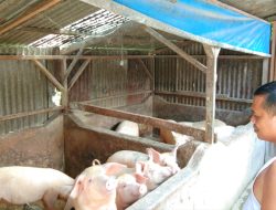 Virus ASF Mulai Terindentifikasi Menyerang Ternak Babi Milik Warga Naibonat