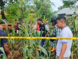 Pekerja Pupuk Bokashi Asal Kolbano Ditemukan Tewas Dalam Kebun Jagung