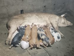ASF Masuk Kota Kupang, 37 Ekor Babi Mati Mendadak, Ini Upaya Distan Kota Kupang