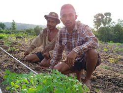Manfaatkan KUR, Alumni SMK PP Kementan Kembangkan Smart Farming Hortikultura