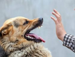 Antisipasi Rabies, Anjing Dilarang Masuk Kota Kupang