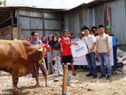 Idul Adha, YBM PLN Salurkan 1.444 Hewan Kurban ke Seluruh Indonesia