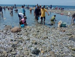 Ribuan Ikan Bertebaran di Pantai Iteng, Warga: Tuhan Beri Bonus