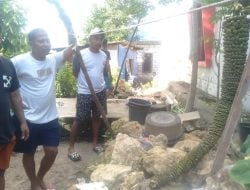 Pohon Pisang dengan Tandan Dua Meter Tumbuh di Batu Karang,pemilik Kaget dan Tidak Tahu Jenis Pisang Apa