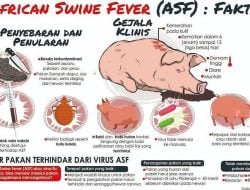 Kota Kupang Aman dari Virus ASF