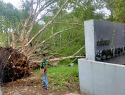 Pohon Beringin Nyaris Menimpa Selasar  Soekarno di Taman Permenungan Ende