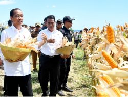 Bulog Diminta Turun Tangan Beli Jagung Petani karena Harga Anjlok