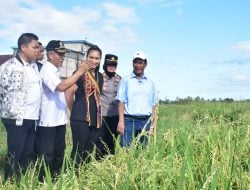 Hari Libur Tetap Kerja, Mentan Andi Amran Tinjau Areal Tanaman Padi di Sulsel