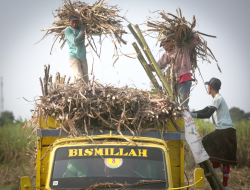 Mulai Musim Giling, SGN Targetkan 978 Ribu Ton Gula