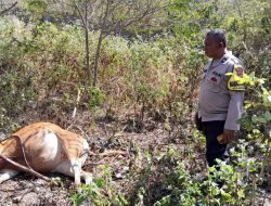 Kelurahan Fatukoa Rawan Pencurian Ternak