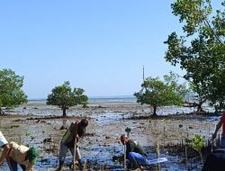 Kampanye Hijau, PMI Tanam Anakan Mangrove