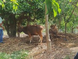 Sapi di Kabupaten Kupang Terancam Mati