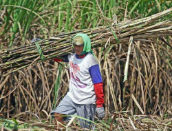 Kapasitas Olah Tebu SGN Ditarget Naik 23 Ribu TCD